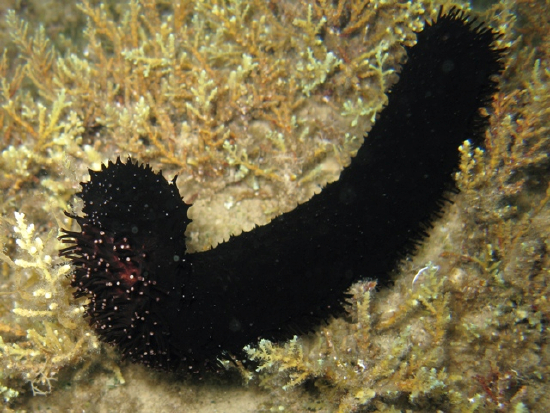  Holothuria forskali (Forskal’s Sea Cucumber, Black Sea Cucumber)